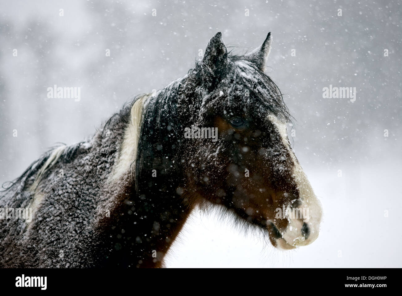 Winter pony horse in a heavy snow storm Colorado Stock Photo