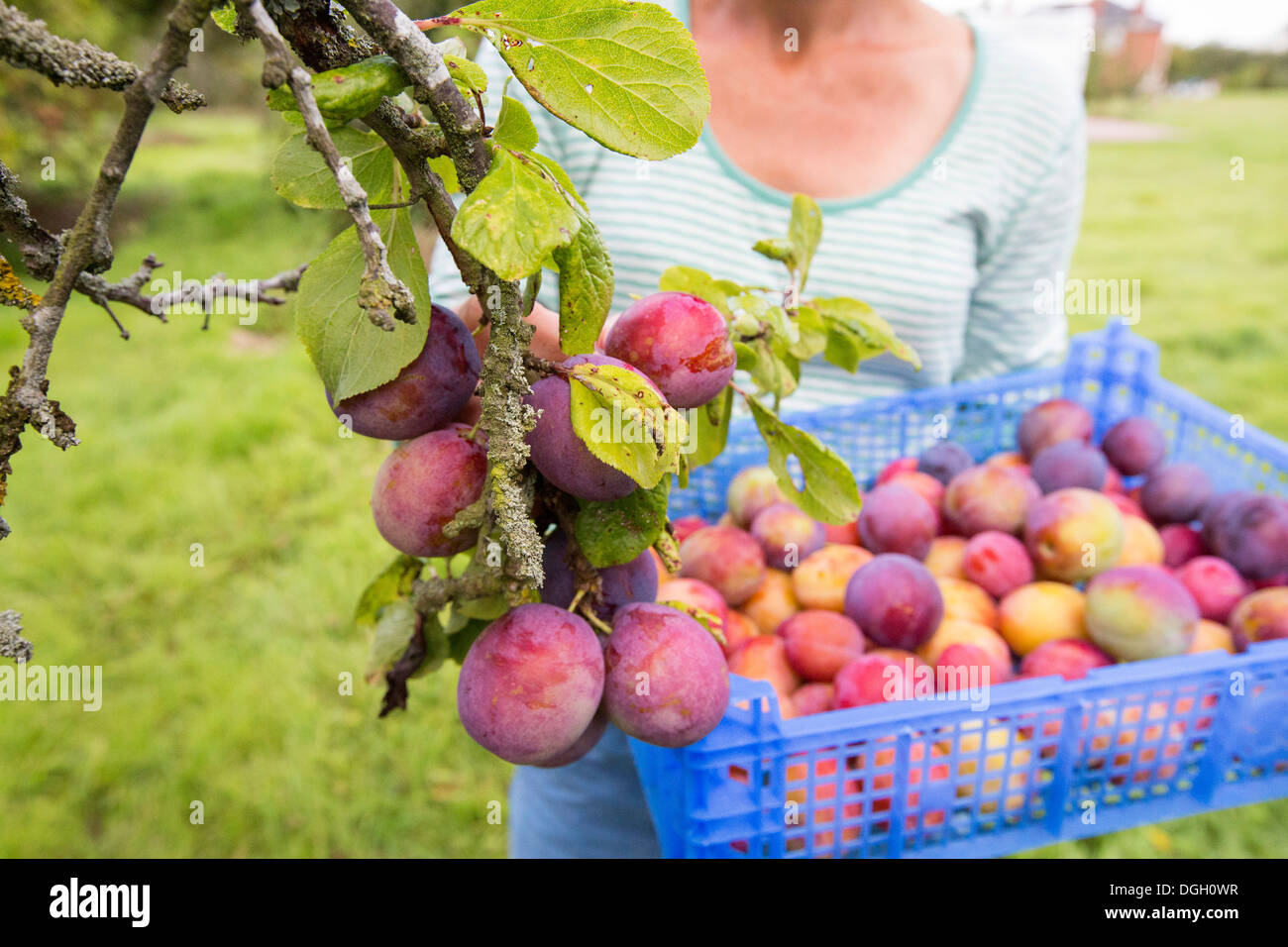 Plum and woman hires stock photography and images Alamy