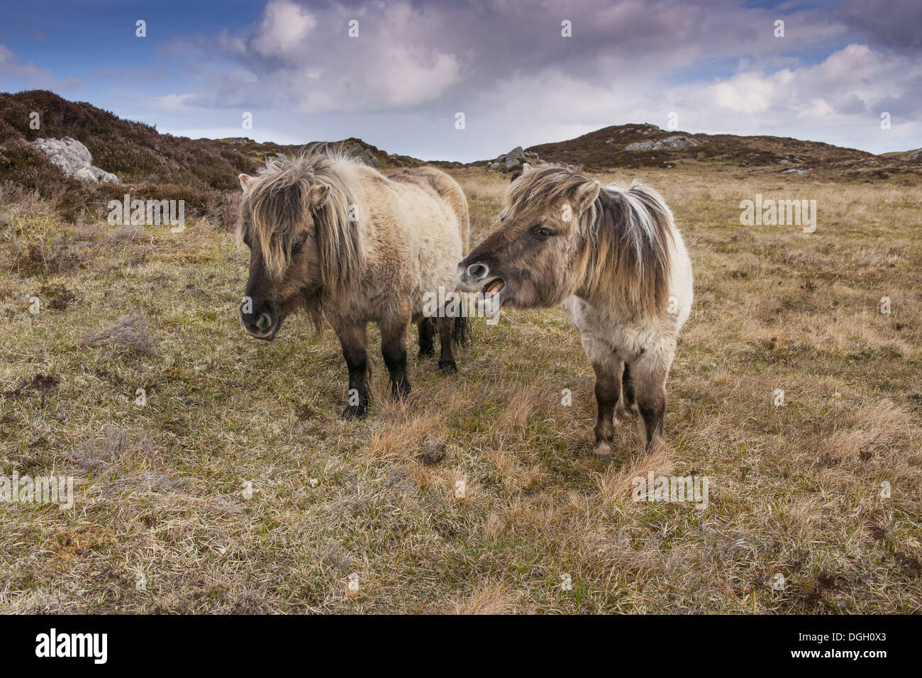 Horse Eriskay Pony two mares with one whinnying to remainder of herd standing in moorland habitat South Uist Outer Hebrides Stock Photo