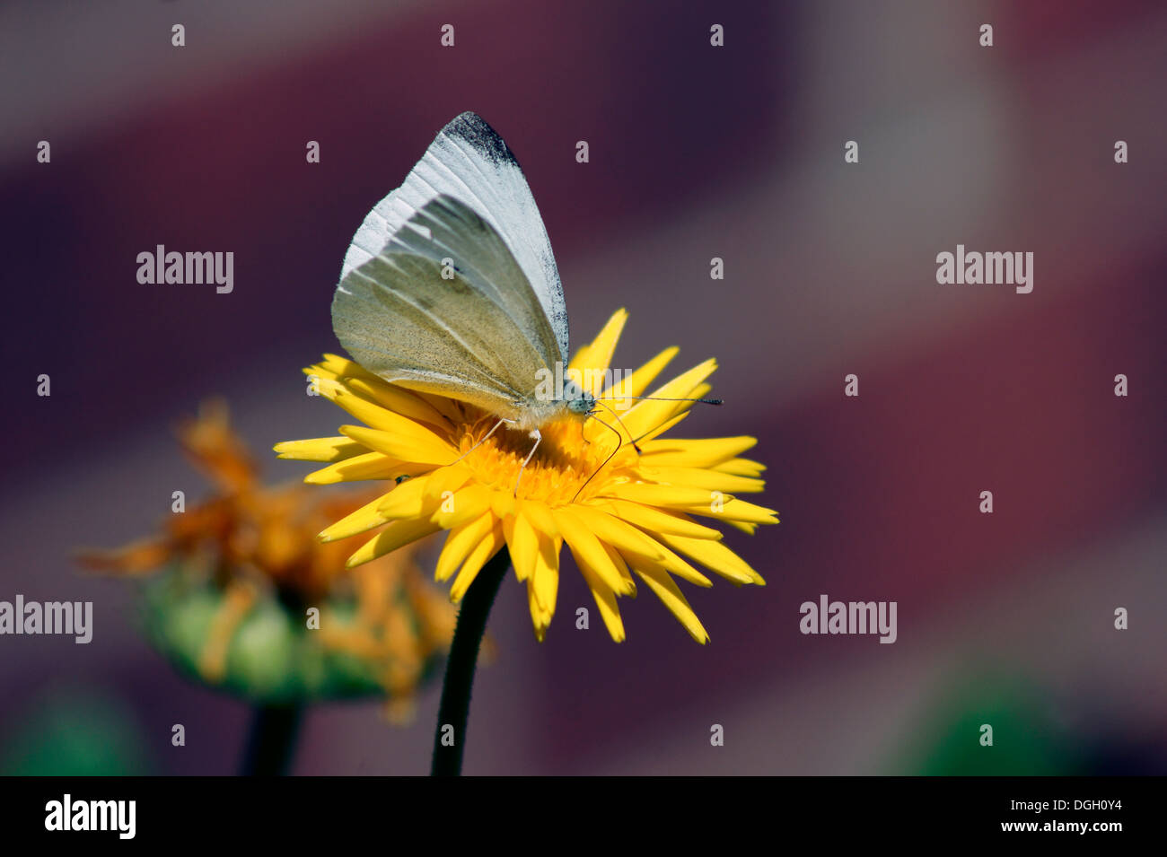 CABBAGE WHITE BUTTERFLY Stock Photo Alamy