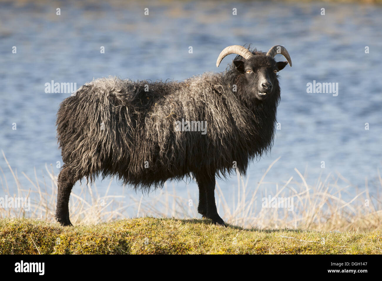 Domestic Sheep, Hebridean ewe, standing beside water in moorland, South Uist, Outer Hebrides, Scotland, May Stock Photo