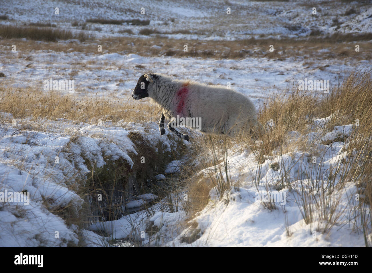 Domestic Sheep, Swaledale ewe, leaping across stream in snow covered upland pasture, Lake District, Cumbria, England, January Stock Photo