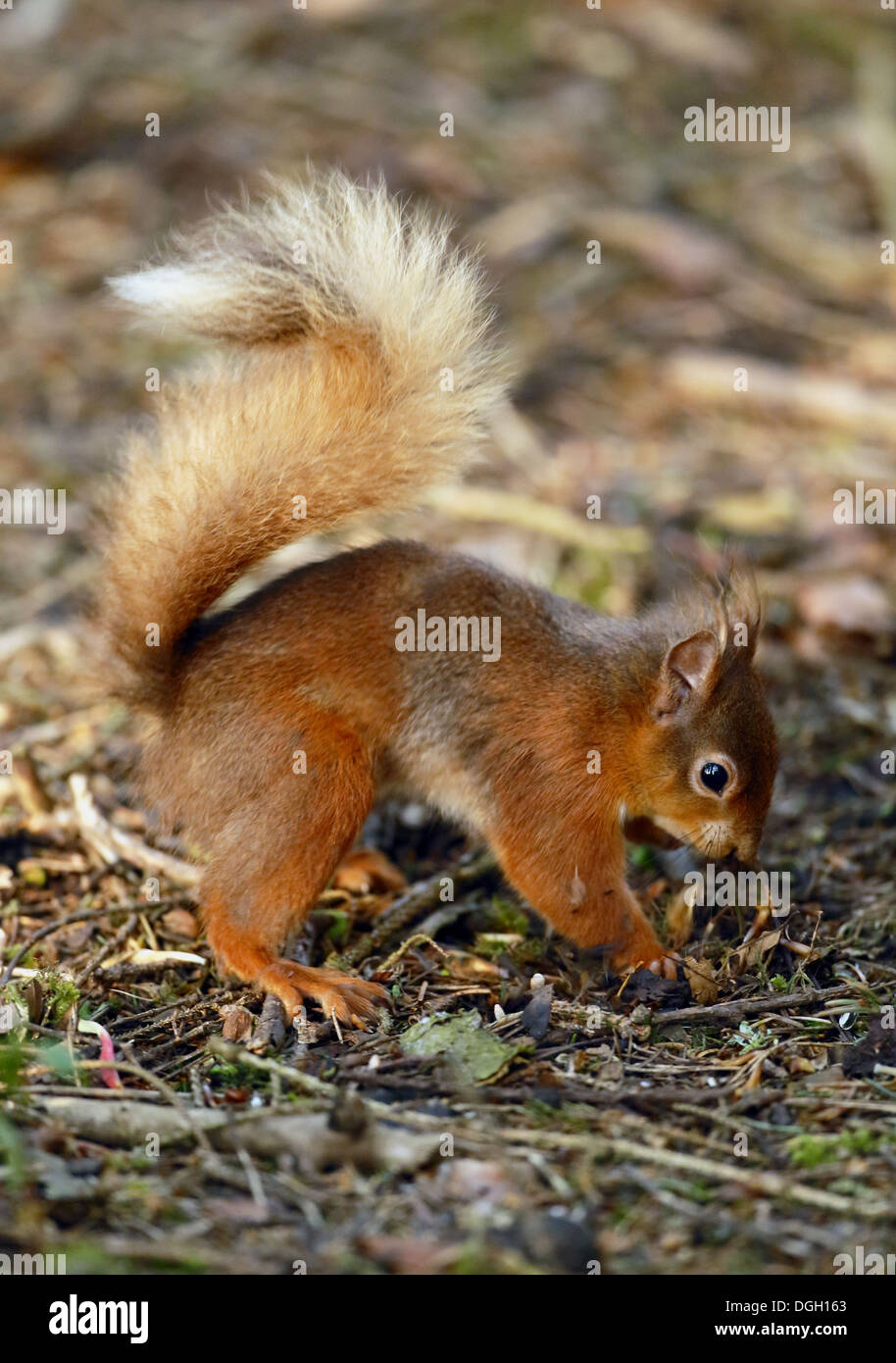 Squirrel Burying Nuts High Resolution Stock Photography and Images Alamy