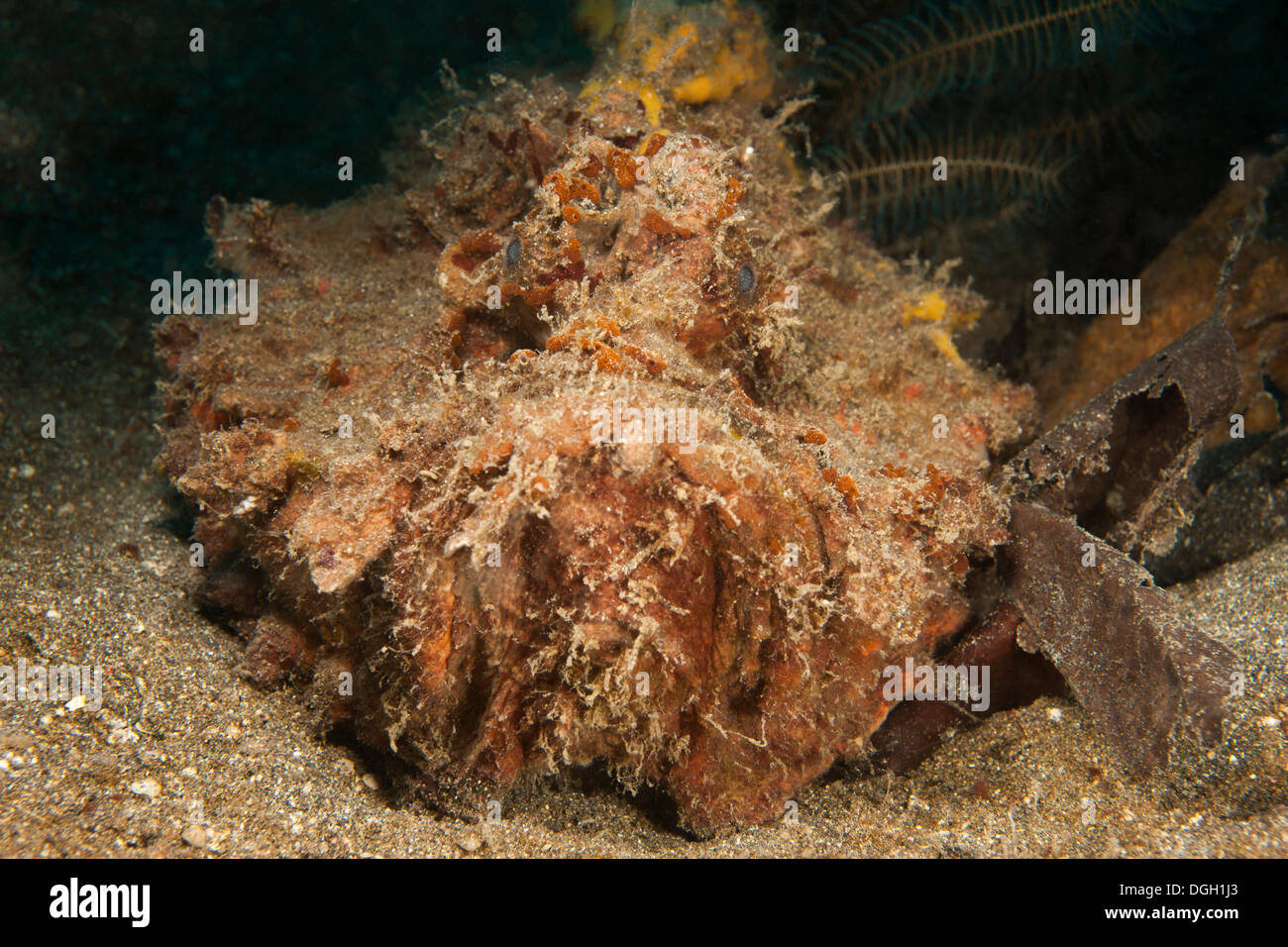 Estuarine Stonefish (Synanceia horrida), well camouflaged on a black sand bottom in the Lembeh Strait Stock Photo