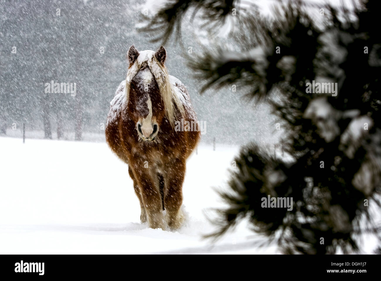 Winter pony horse in a heavy snow storm Colorado Stock Photo