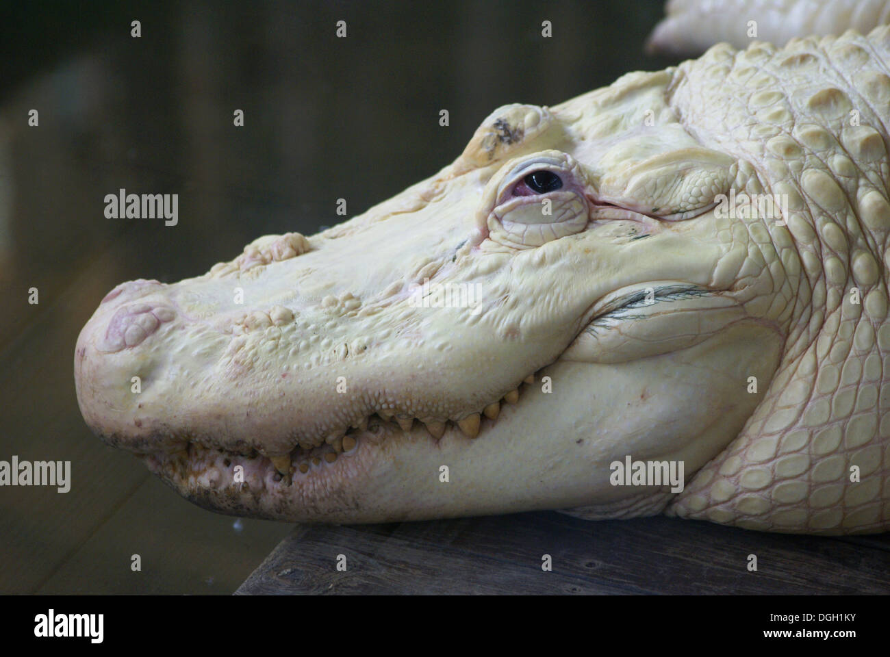 American Alligator (Alligator mississipiensis) leucistic adult, close-up of head, Florida, U.S.A., June (captive) Stock Photo