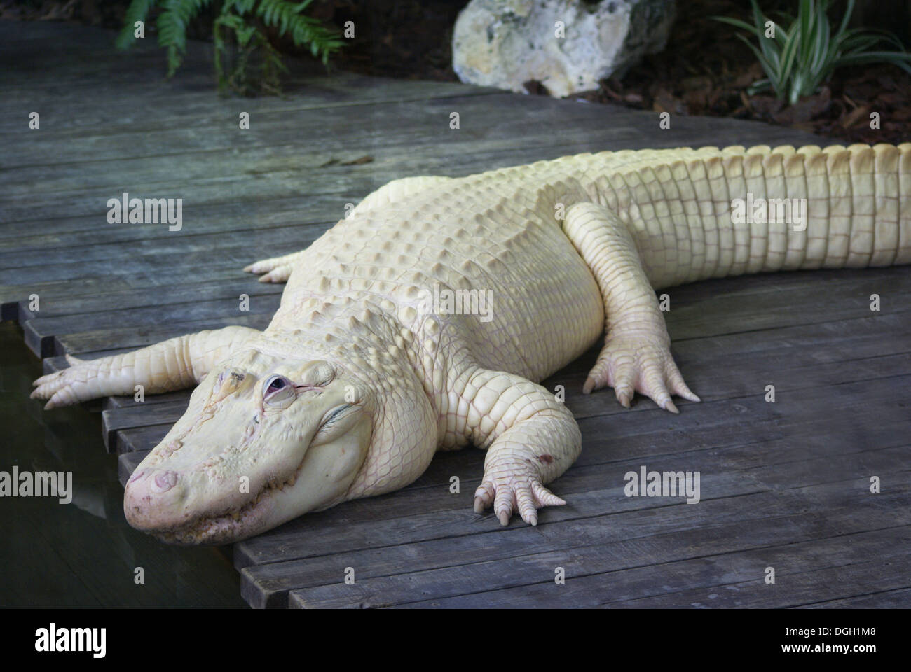 American Alligator (Alligator mississipiensis) leucistic adult, Florida, U.S.A., June (captive) Stock Photo