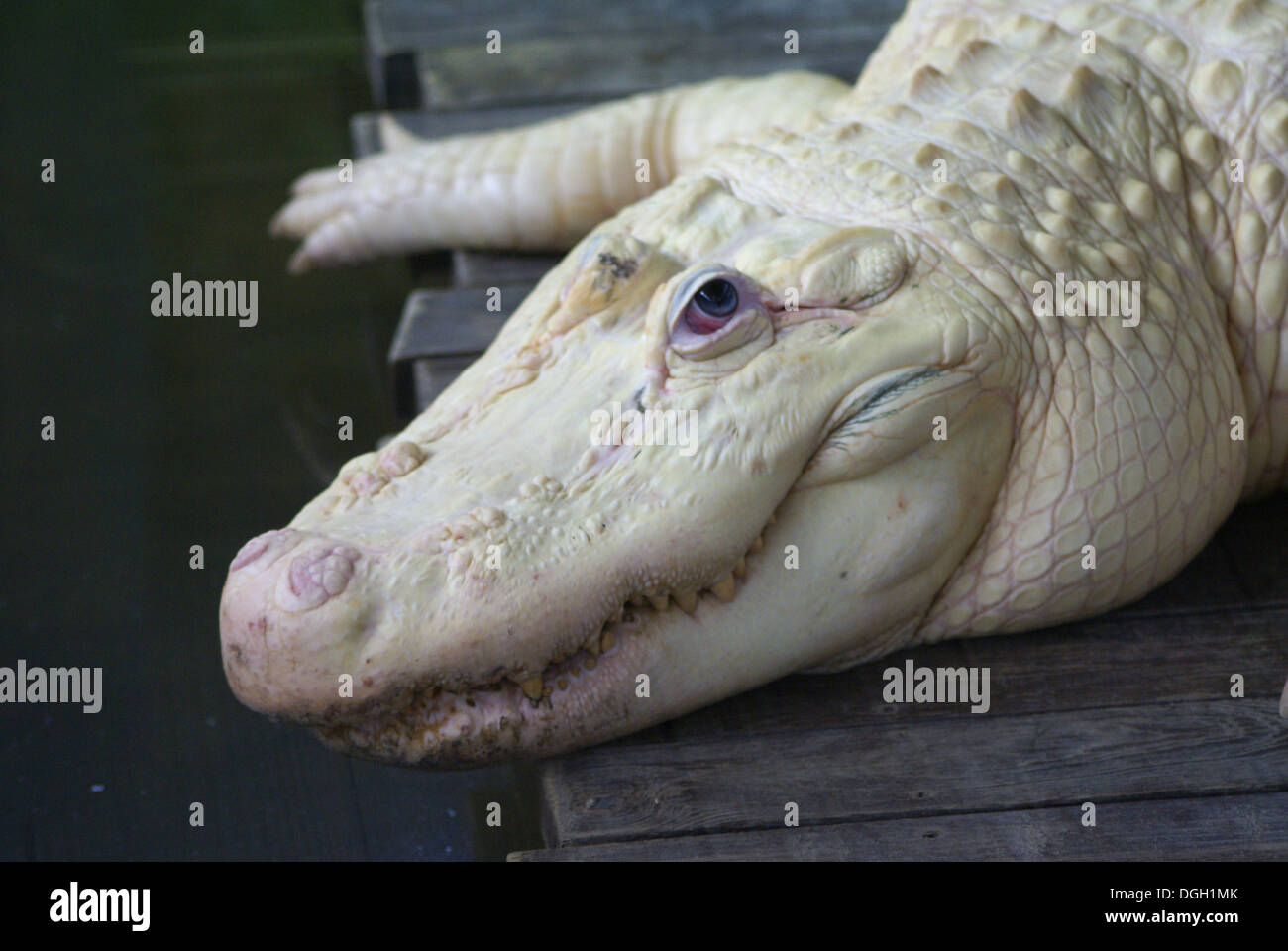 American Alligator (Alligator mississipiensis) leucistic adult, close-up of head, Florida, U.S.A., June (captive) Stock Photo