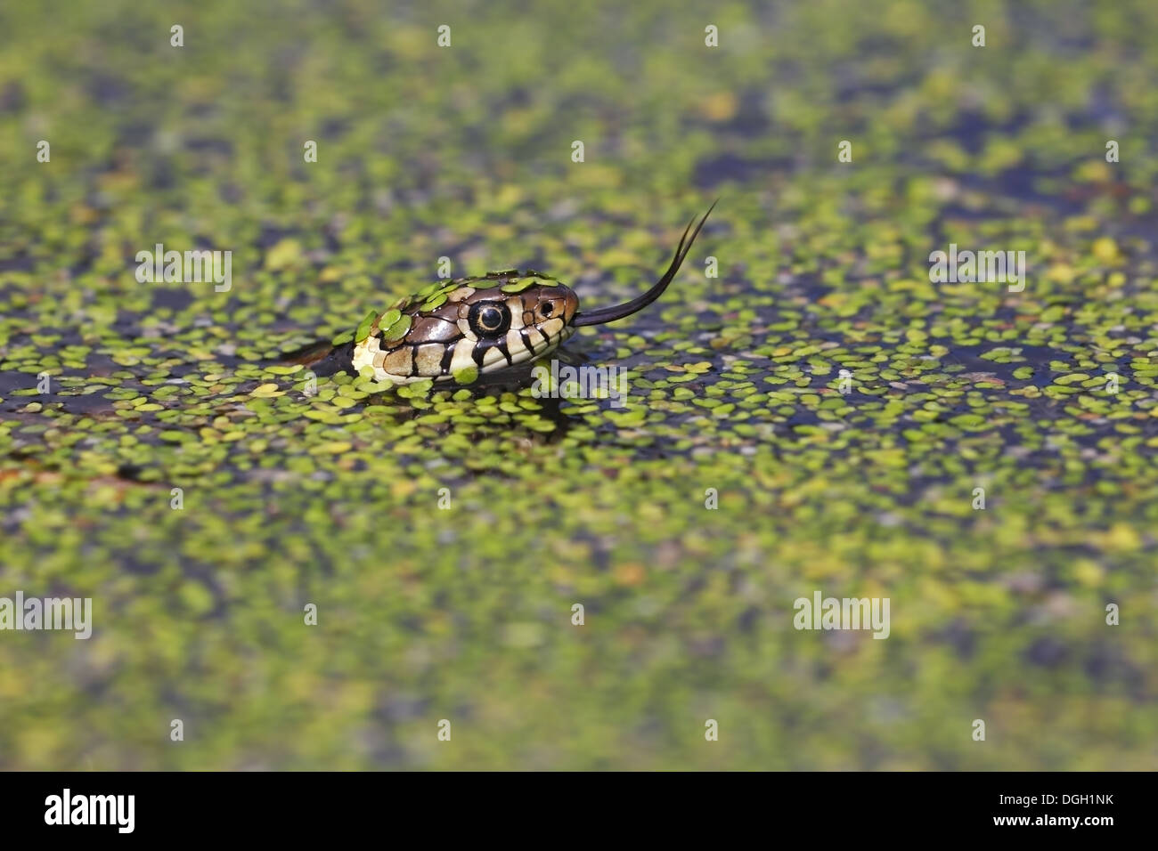 Grass Snake (Natrix natrix) adult, flicking forked tongue, swimming in water amongst duckweed, Arne, Dorset, England, May Stock Photo