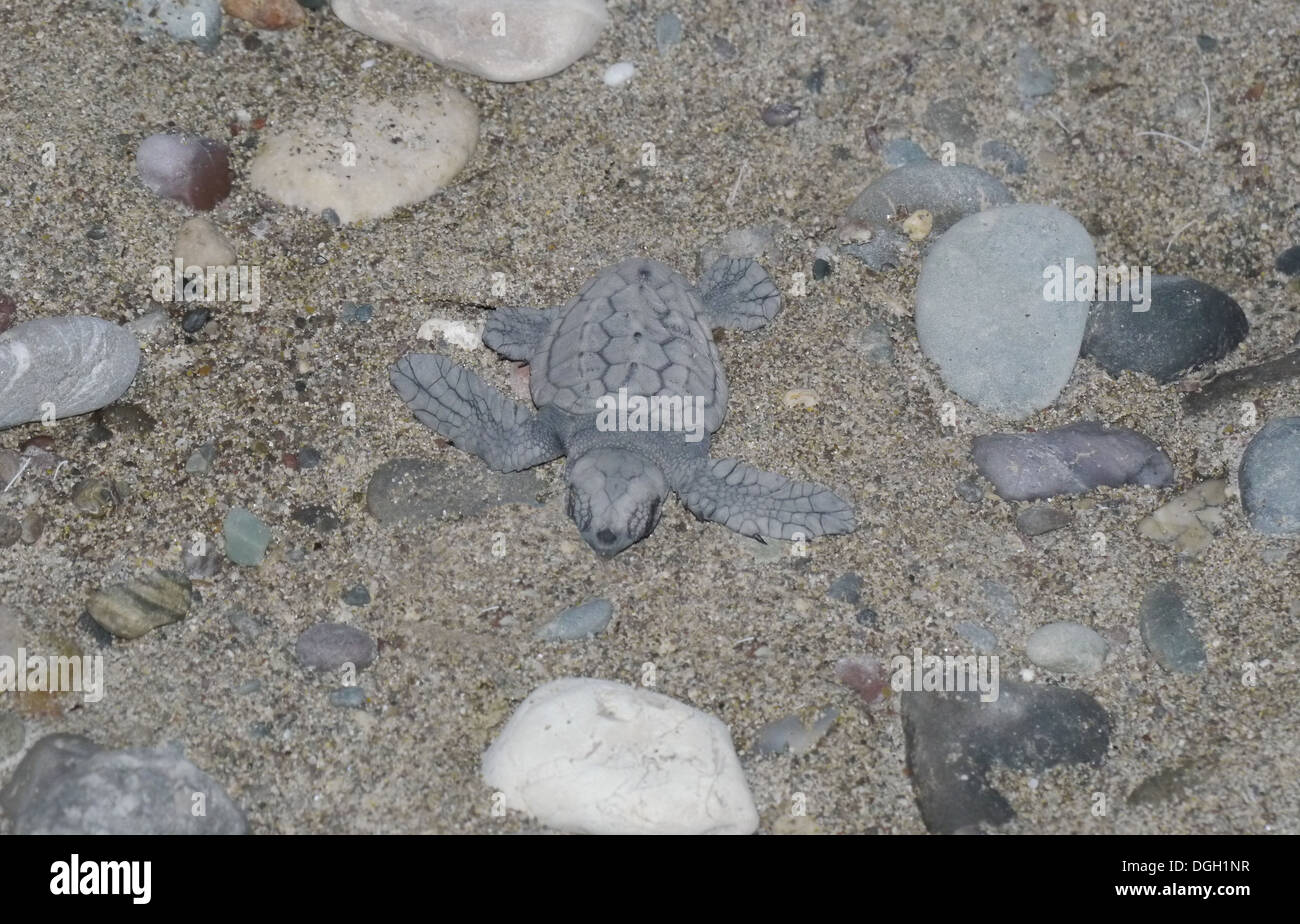 Loggerhead Turtle Caretta Caretta Baby Hatchling On Beach Cyprus Loggerhead Turtle Caretta Caretta Baby Hatchling On Beach Cyprus
