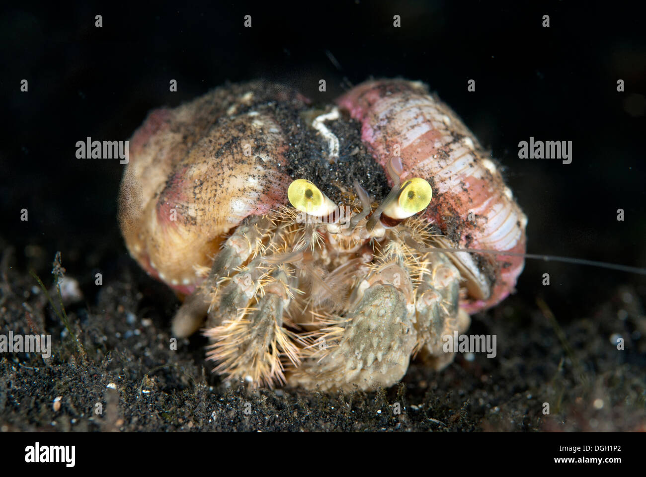 Pale Anemone Hermit Crab (Dardanus deformis) adult with sea anemones ...
