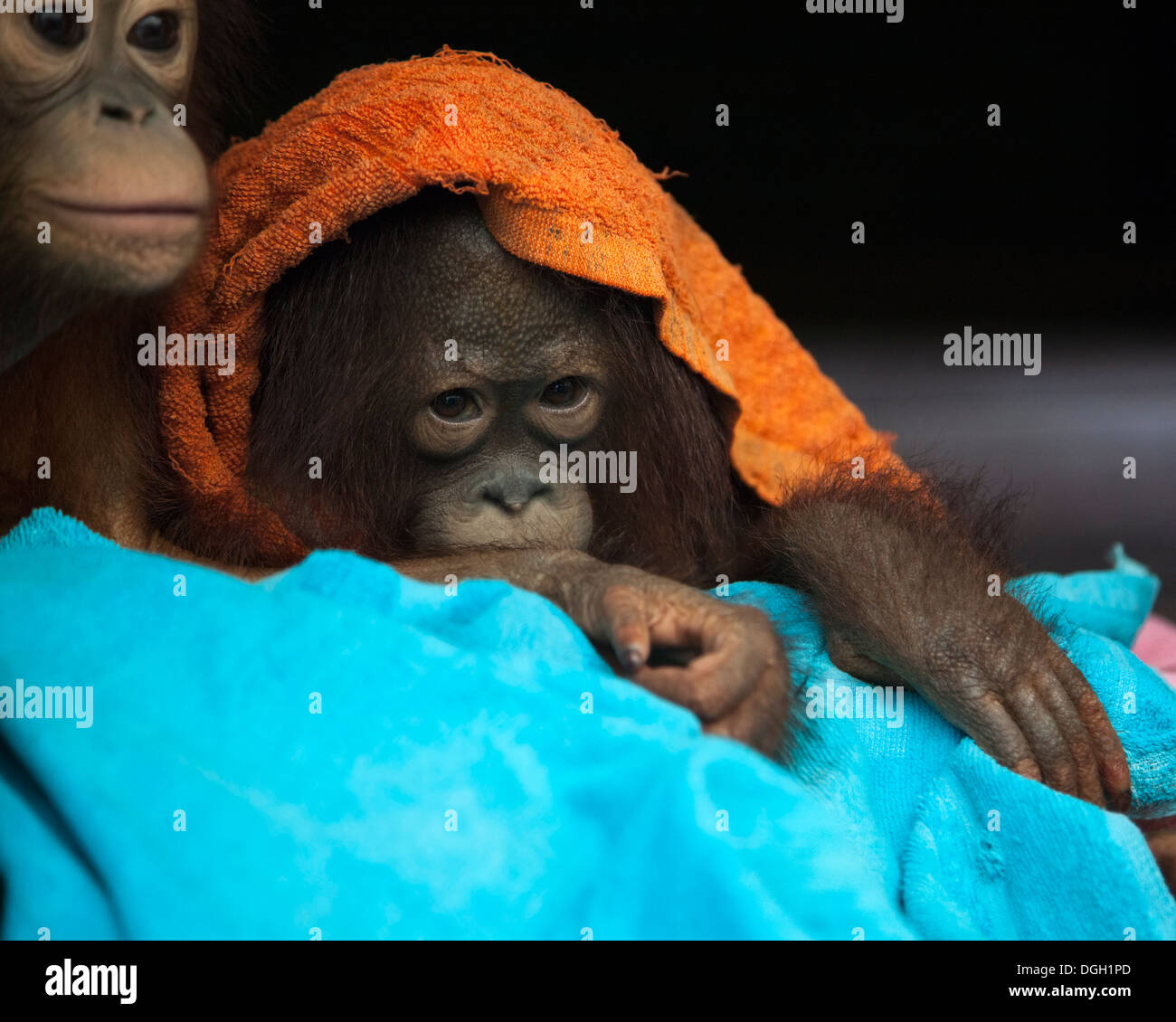 Rescued baby orangutan (Pongo pygmaeus) wrapped in towels at the Orangutan Care Center and Quarantine Stock Photo