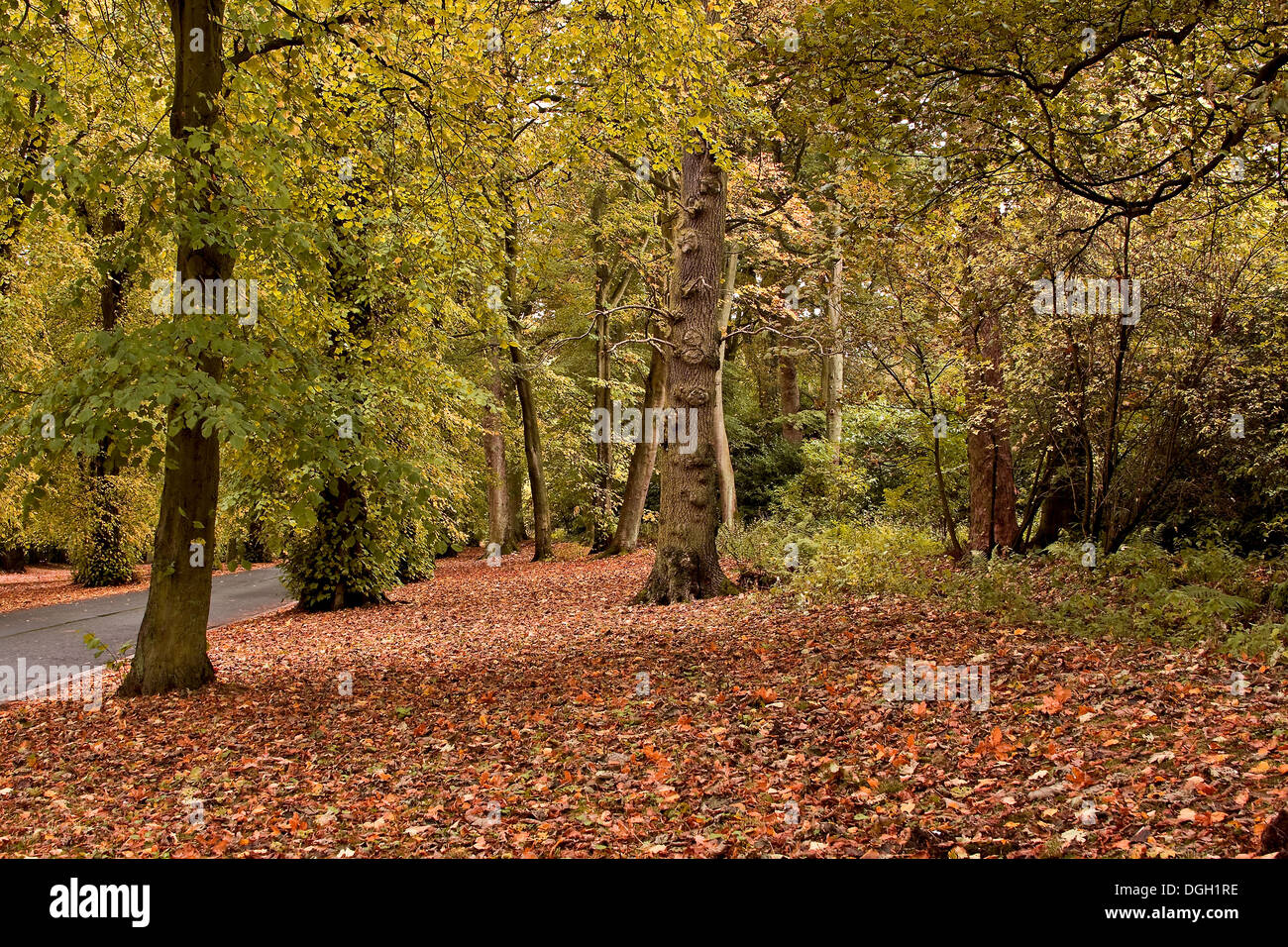 camperdown-country-park-dundee-wildlife-hi-res-stock-photography-and