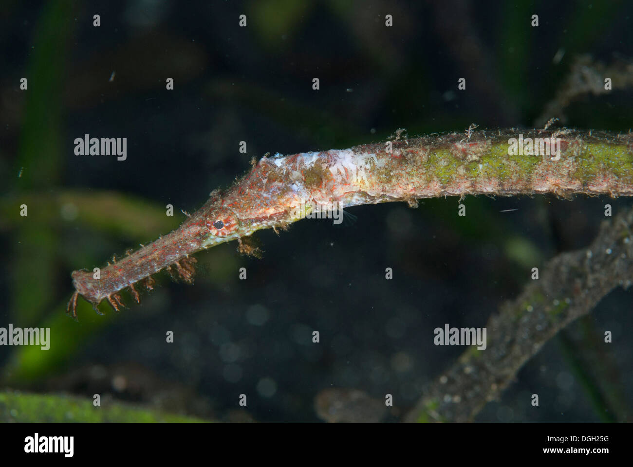 Double-ended Pipefish (Syngnathoides biaculeatus) adult close-up of head in seagrass Lembeh Straits Sulawesi Sunda Islands Stock Photo