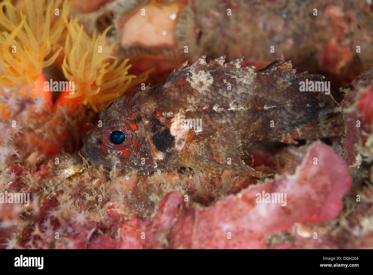 Guam Scorpionfish (Scorpaenodes guamensis) adult resting on reef at night Lembeh Straits Sulawesi Sunda Islands Indonesia July Stock Photo