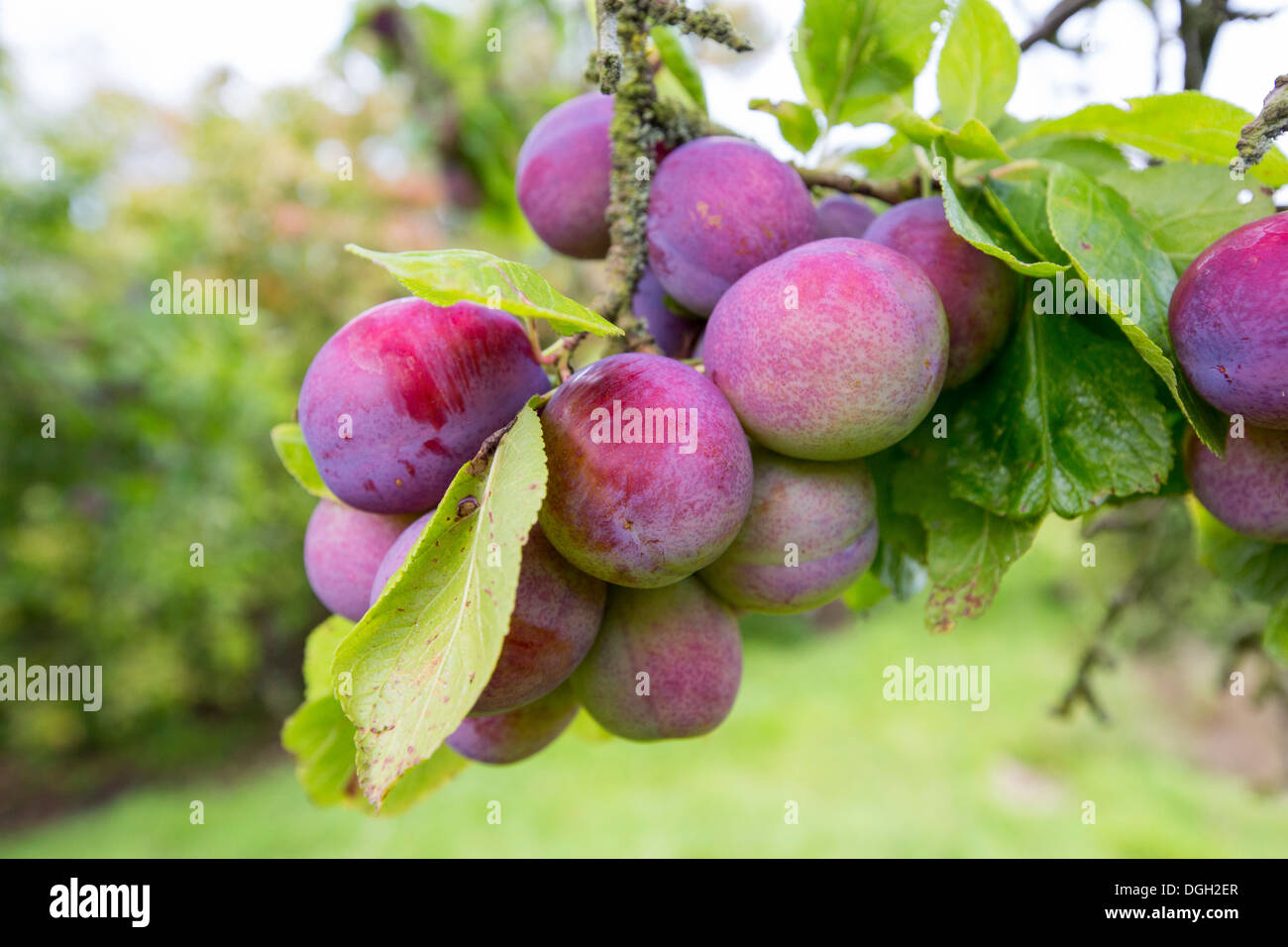 Plum tree uk hires stock photography and images Alamy