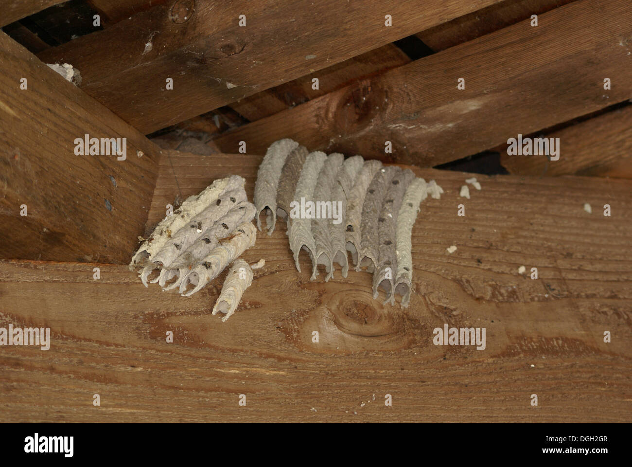 Organ Pipe Mud Dauber (Trypoxylon politum) nests, group in sheltered location, Florida, U.S.A., June Stock Photo