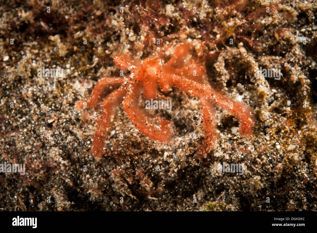 Orangutan Crab (Oncinopus sp.) in threat display in the Lembeh Strait off North Sulawesi, Indonesia. Stock Photo