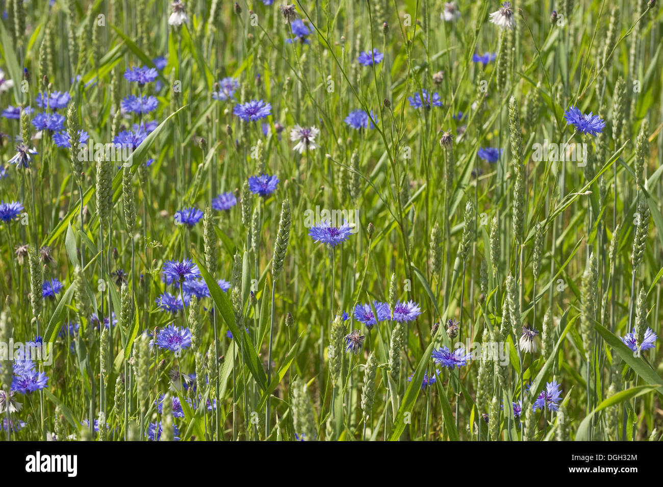 Cornflower (Centaurea cyanus) flowering mass, growing as weed in wheat