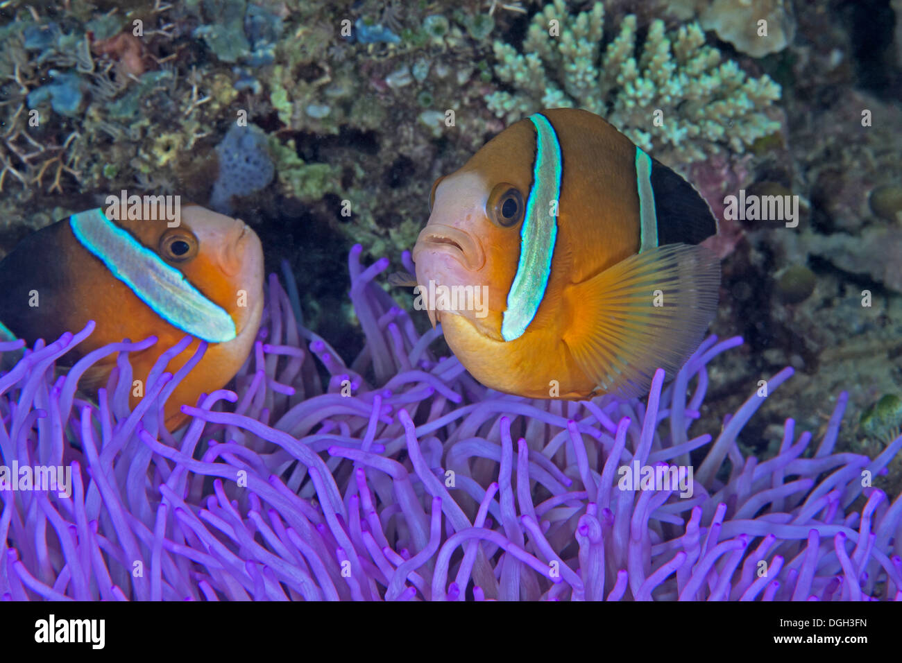 Two-banded clownfish (Amphiprion bicinctus) on fluorescent anemone. Stock Photo