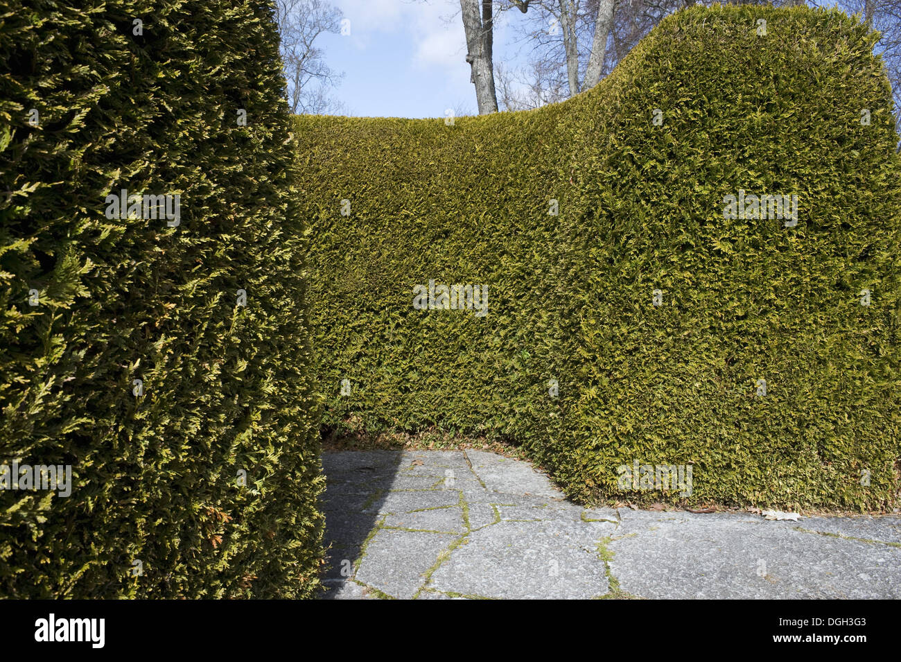 Leyland Cypress (Cupressus x leylandii) clipped hedge in park Gronsoo Castle Gronso Island Uppsala County Uppland Sweden april Stock Photo