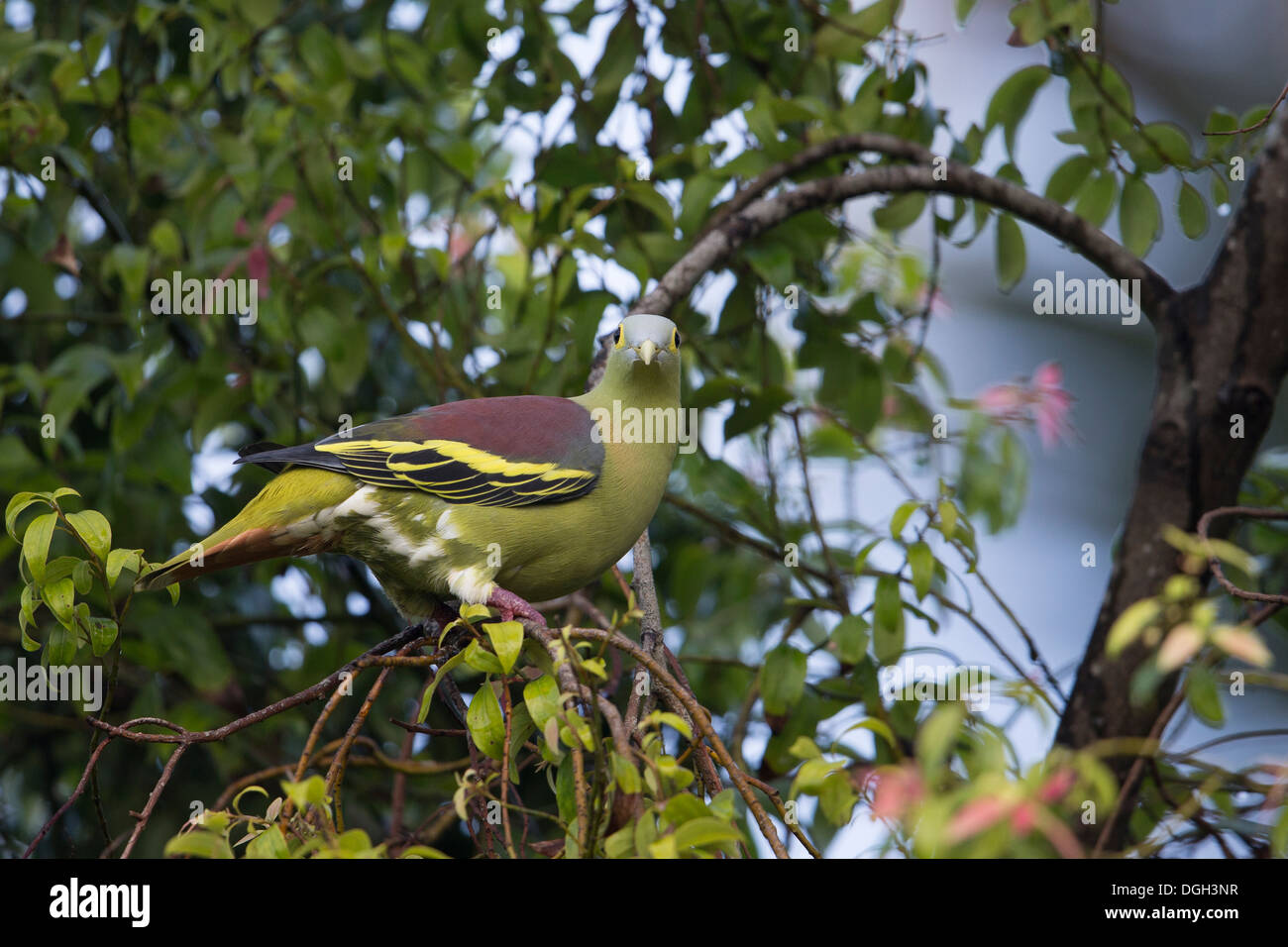 Gray-cheeked Pigeon (Treron griseicauda wallacei), male foraging in a tree Stock Photo