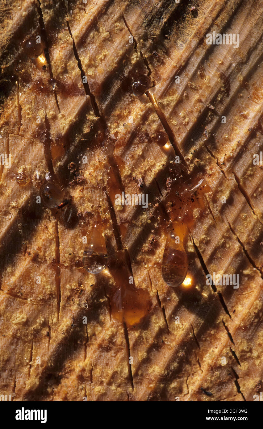 Pine (Pinus sp.) resin, sap seeping from felled timber, Sweden Stock ...