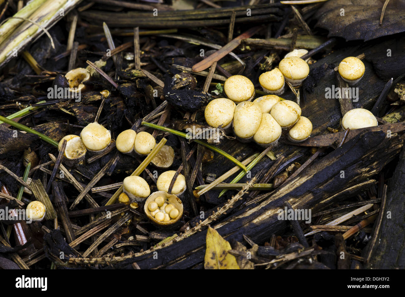 Field Bird's Nest Fungus (Crucibulum laeve) fruiting bodies one with