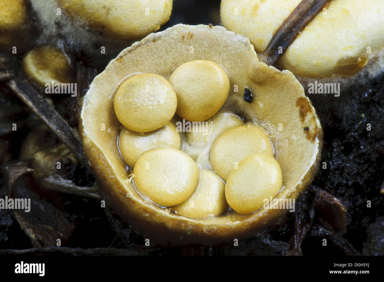 Field Bird's Nest Fungus (Crucibulum laeve) fruiting body 'splash cup
