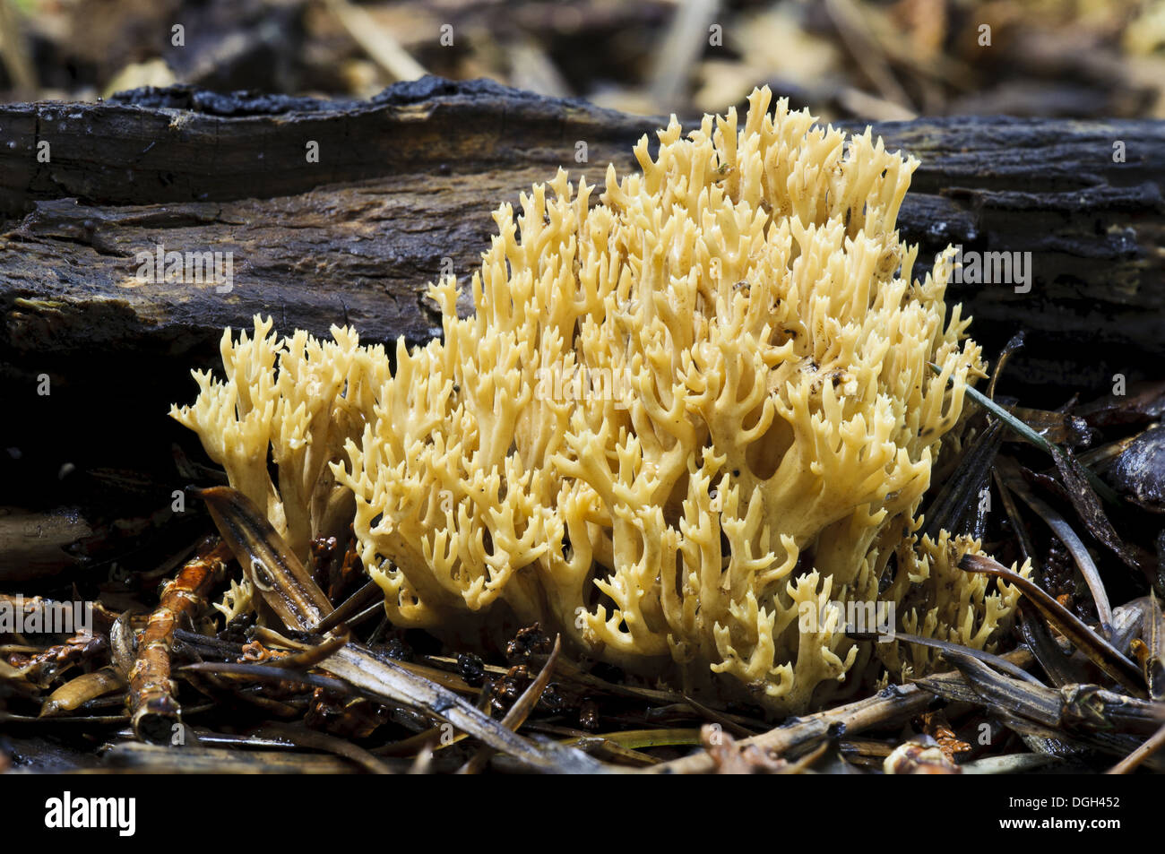 Upright Coral Fungus (Ramaria stricta) fruiting body growing on decaying twigs Sir Harold Hillier Gardens Romsey Hampshire Stock Photo