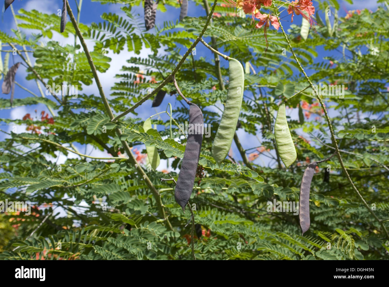 Pride Of Barbados Caesalpinia Pulcherrima Close Up Of Seedpods Grenada Grenadines Windward Islands Lesser Antilles August Stock Photo Alamy Pride Of Barbados Caesalpinia Pulcherrima Close Up Of Seedpods Grenada Grenadines Windward Islands Lesser Antilles August Stock Photo Alamy