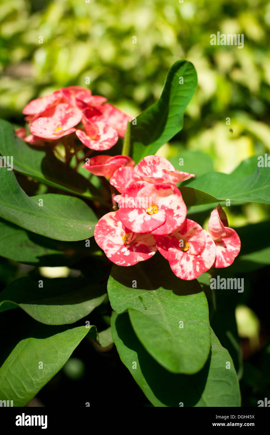 Beautiful pink Euphorbia or Crown of Thorns flower growing at garden also used as alternative homeopathic medicine Stock Photo