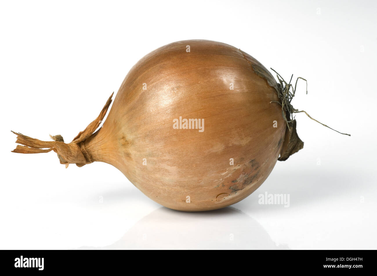 Allium cepa bulbs hi-res stock photography and images - Alamy
