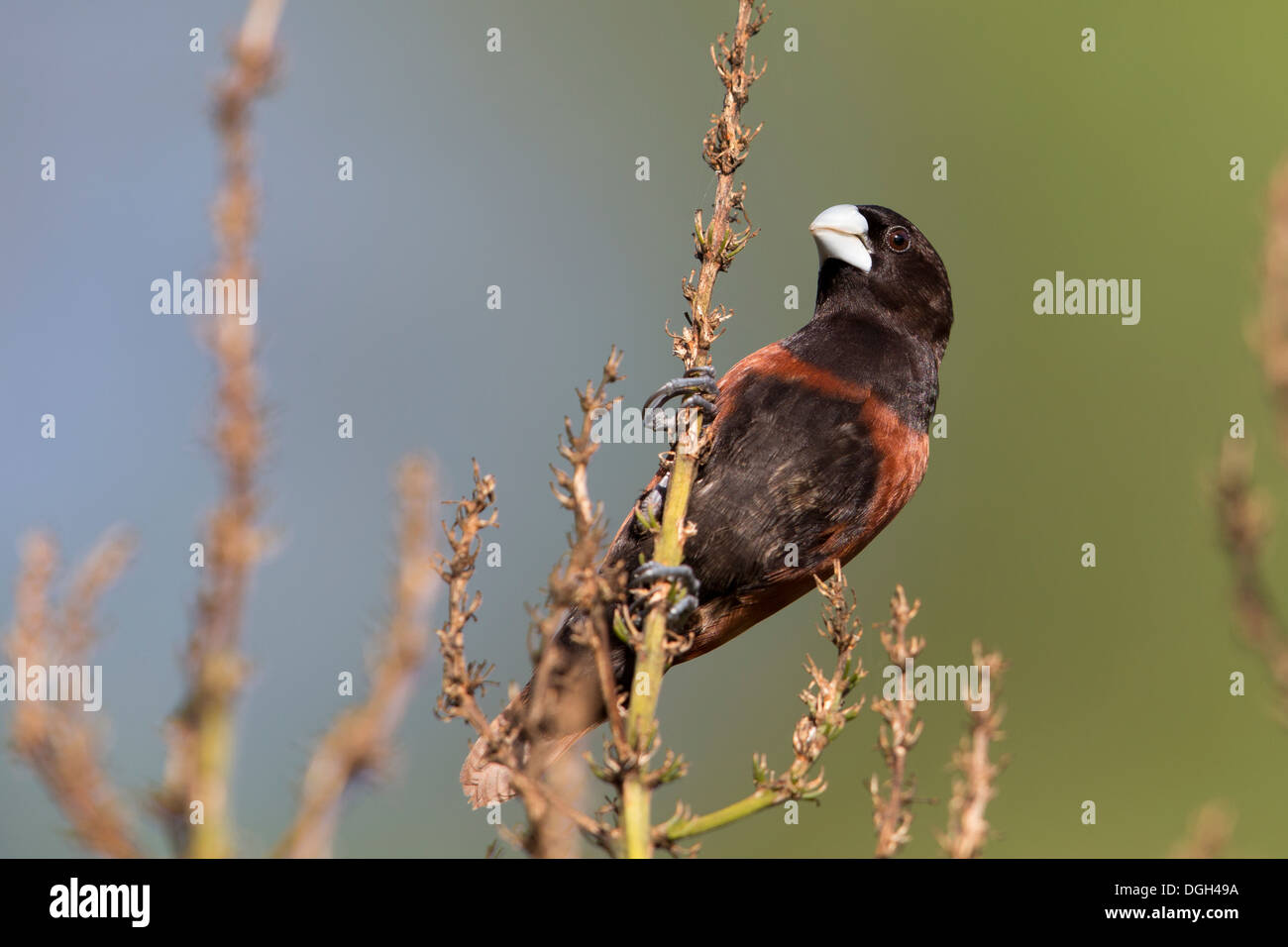 Chestnut Munia (Lonchura atricapilla jagori) at the Kungkungan Bay Resort in North Sulawesi, Indonesia. Stock Photo