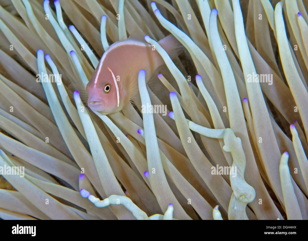 Pink  Clownfish (Amphiprion perideraion) nestled in anemone with blue-tipped tentacles. Stock Photo
