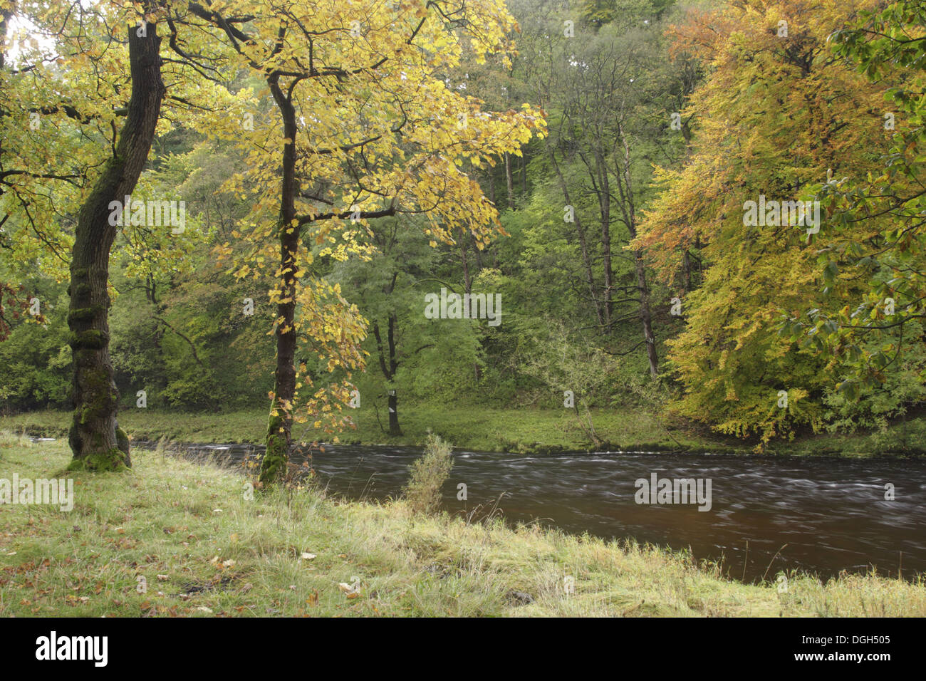 View of deciduous woodland and river River Wharfe Lower Grass Wood Woodland Trust Reserve near Grassington Wharfedale Yorkshire Stock Photo