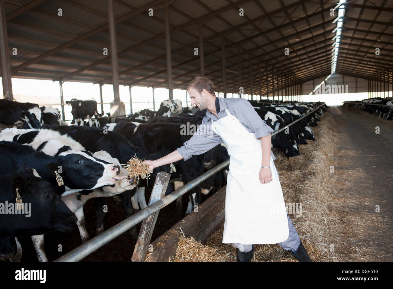 Worker feeding cows at dairy farm Stock Photo