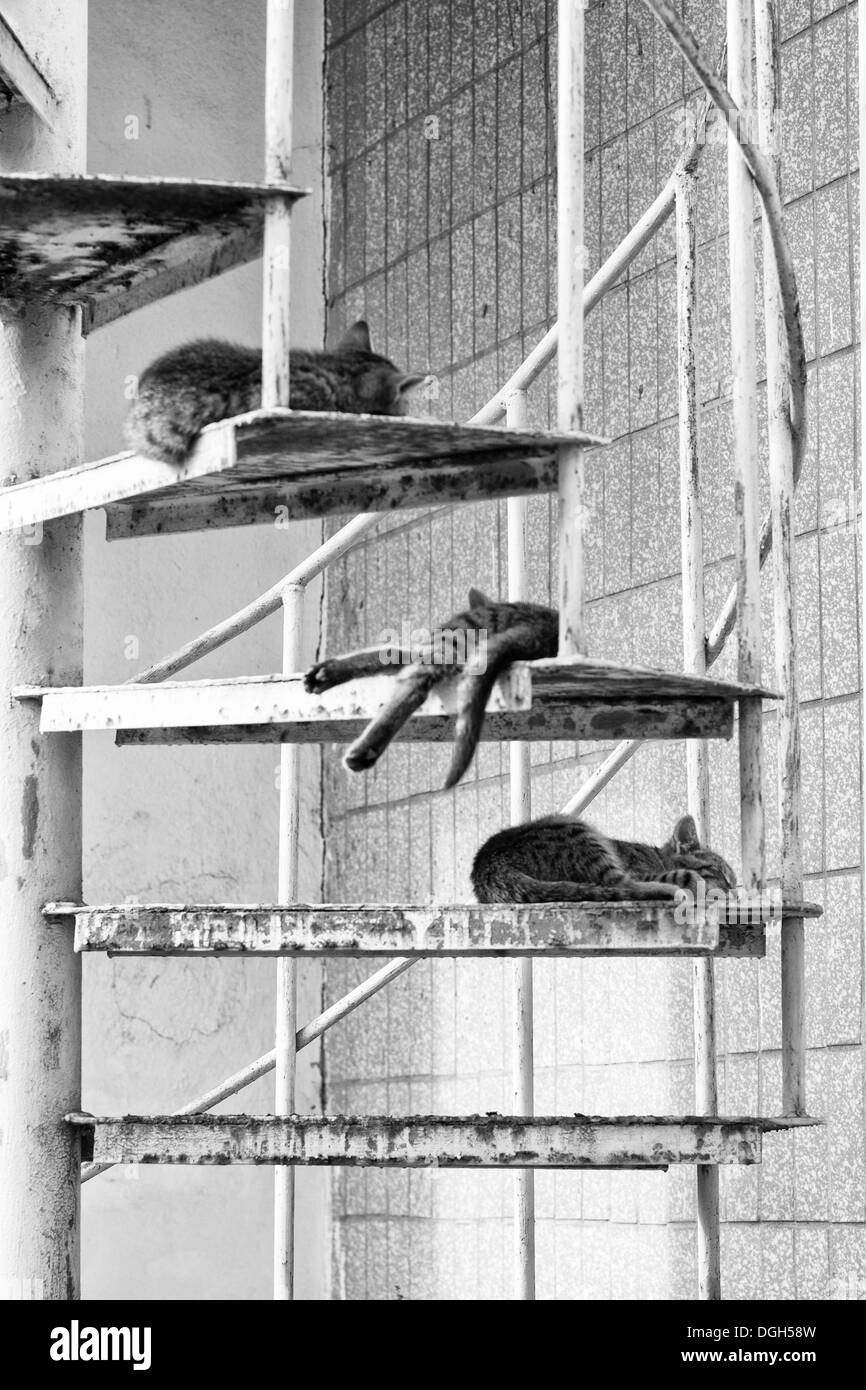 Three sleeping cats on stairs Stock Photo