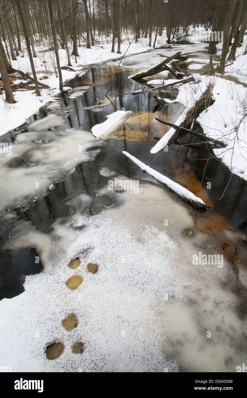Bialowieza forest river hi-res stock photography and images - Alamy