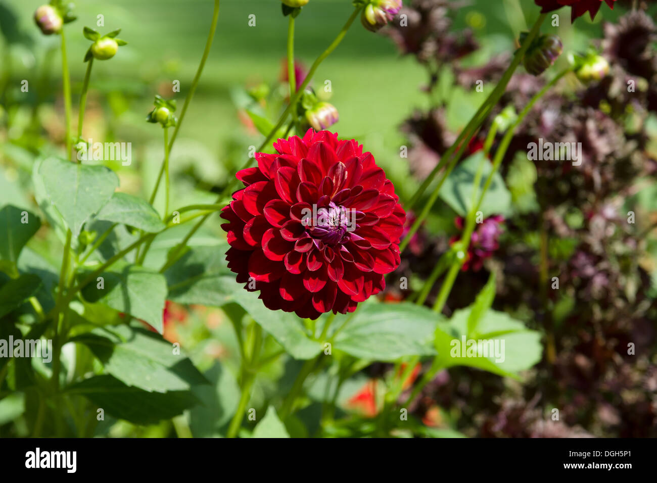 Large flowering dahlias hi-res stock photography and images - Alamy