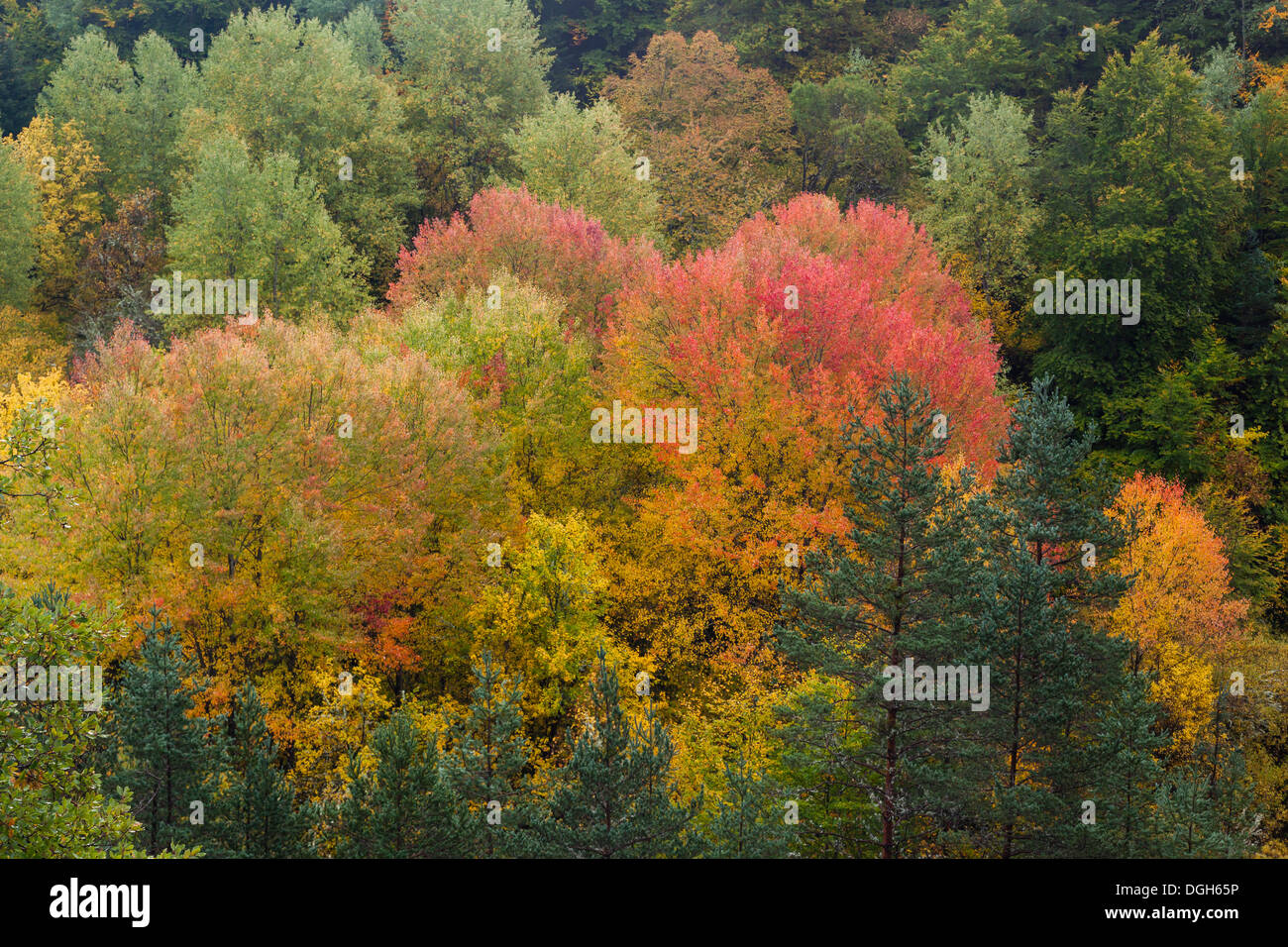 Mix tree forest in autumn, Ordesa, Huesca, Aragon, Spain, Europe Stock Photo