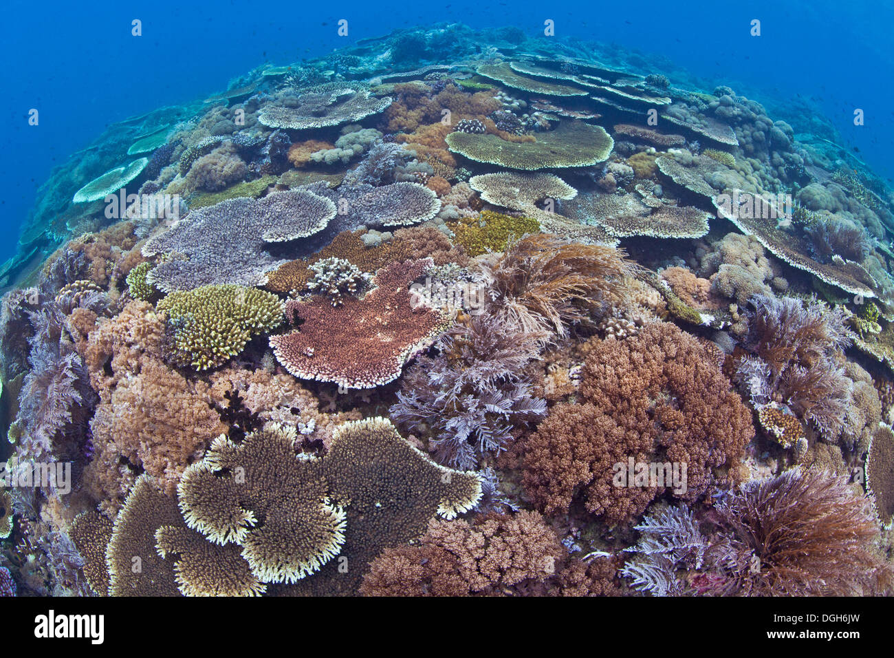 Seascape of large field of colorful table corals (Acropora sp.) in Puerto Galera, Philippines. Stock Photo