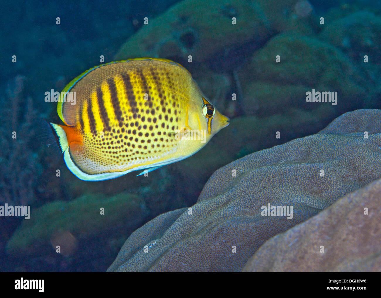 Spot-banded butterflyfish (Chaetodon punctatciatus), Puerto Galera, Philippines. Stock Photo