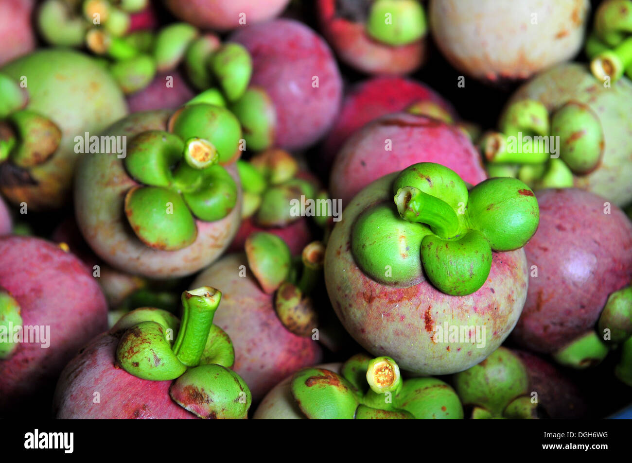 Fruits of Thailand - Mangosteen Stock Photo