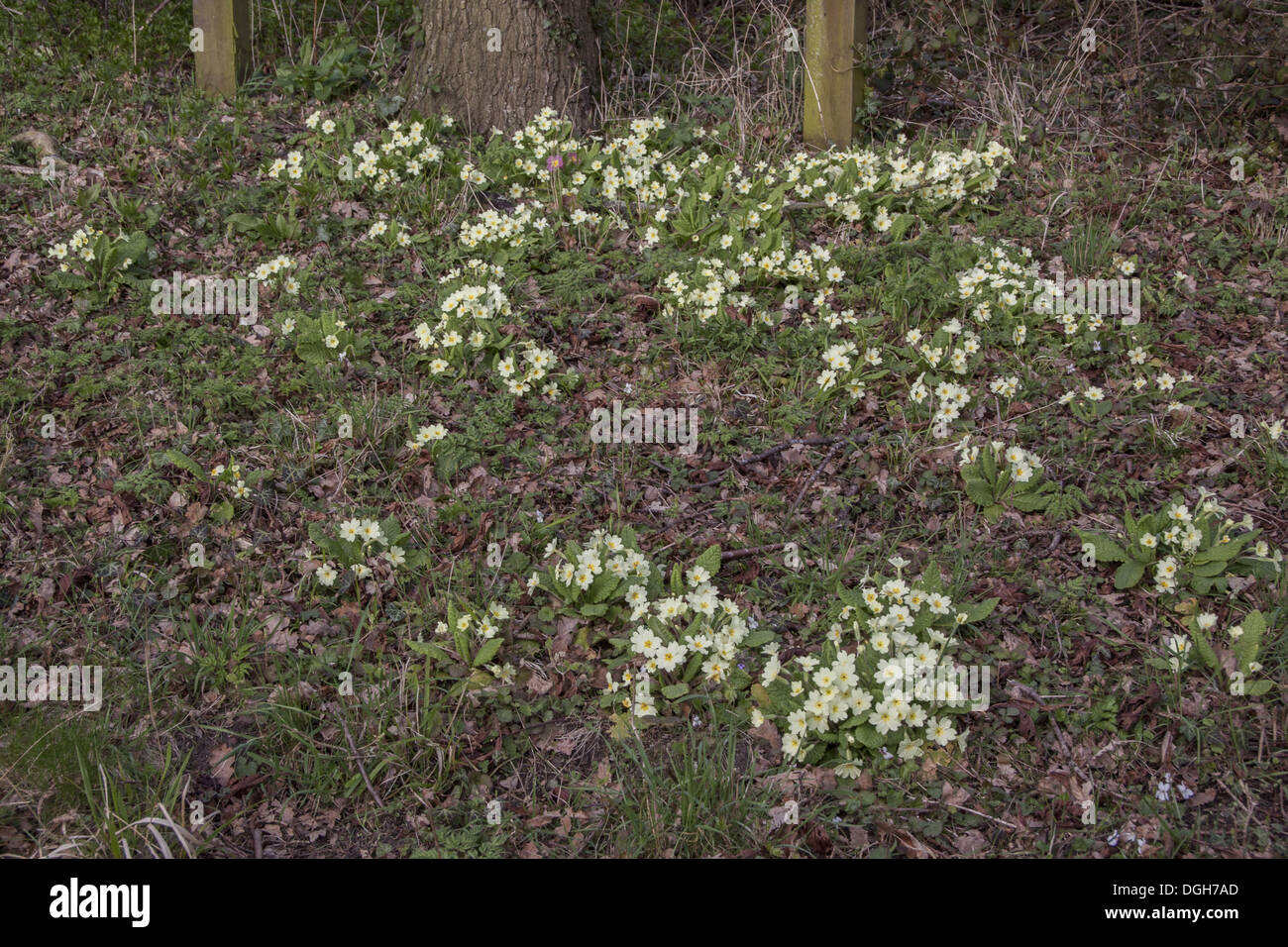 Common Primrose flowering on woodland edge Stock Photo