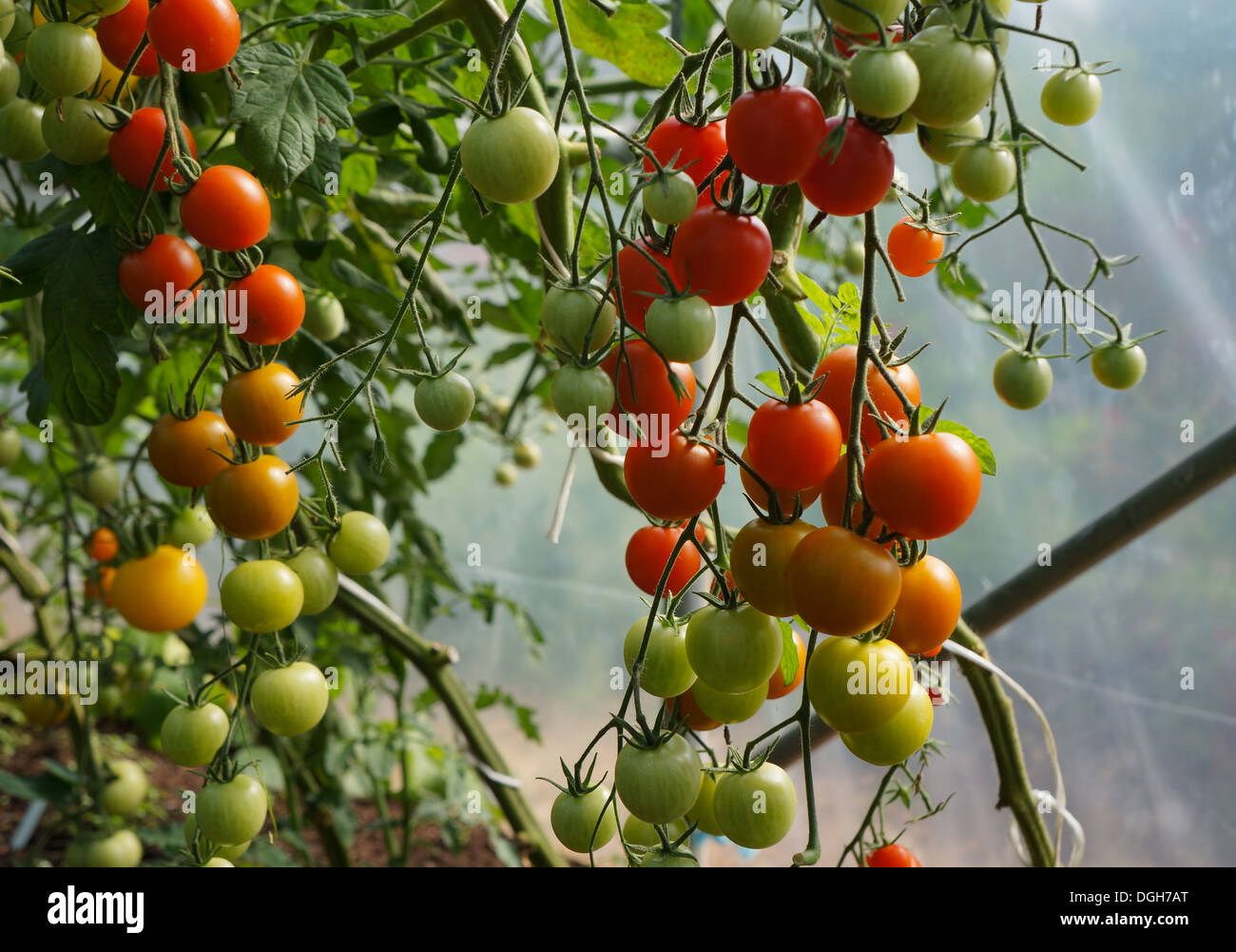 Tomato plant with red and green tomatos Stock Photo - Alamy