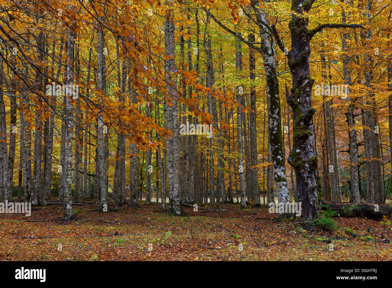 Beech trees in autumn, Ordesa National Park, Huesca, Aragon, Spain, Europe Stock Photo