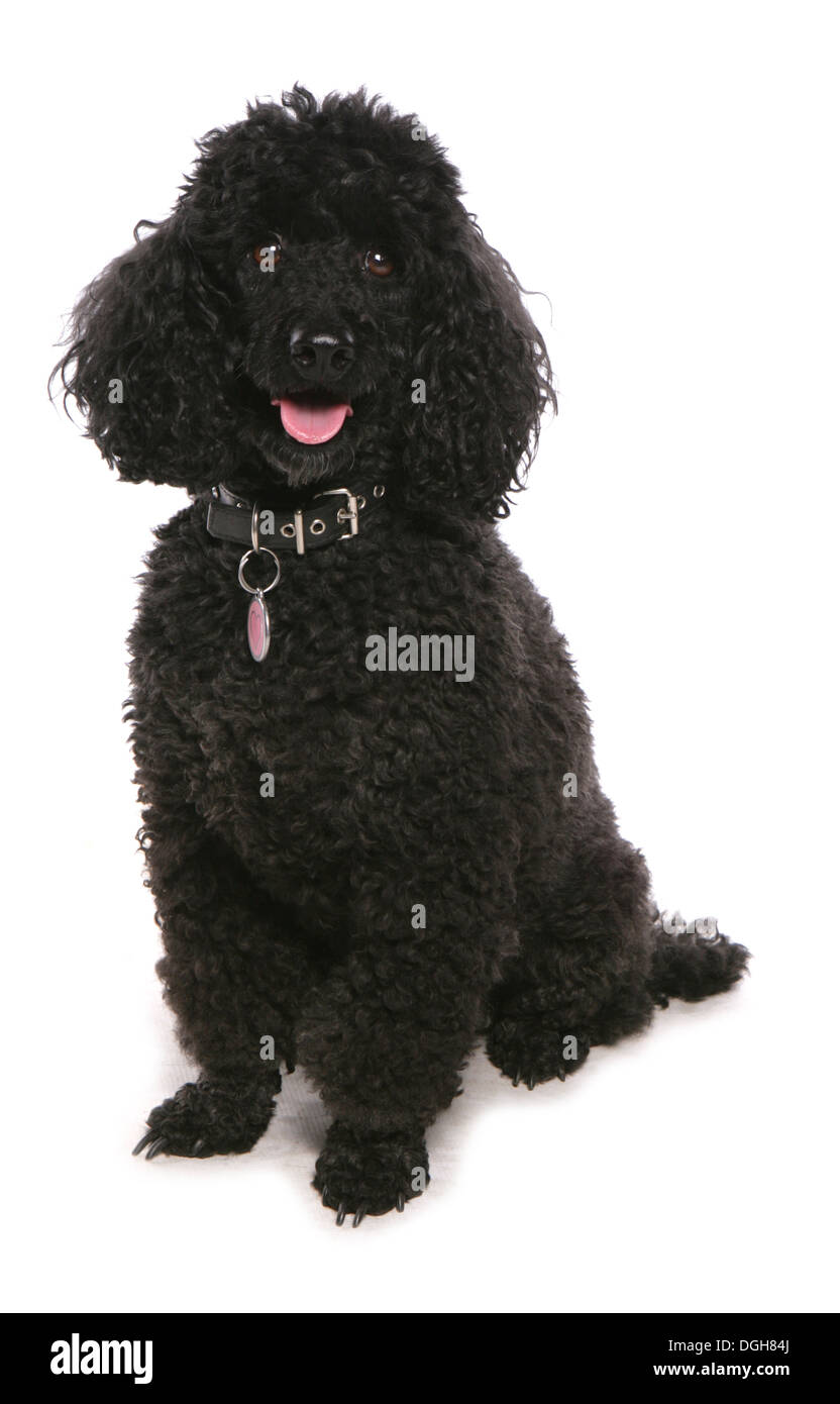 Miniature black poodle Single adult sitting in a studio Stock Photo