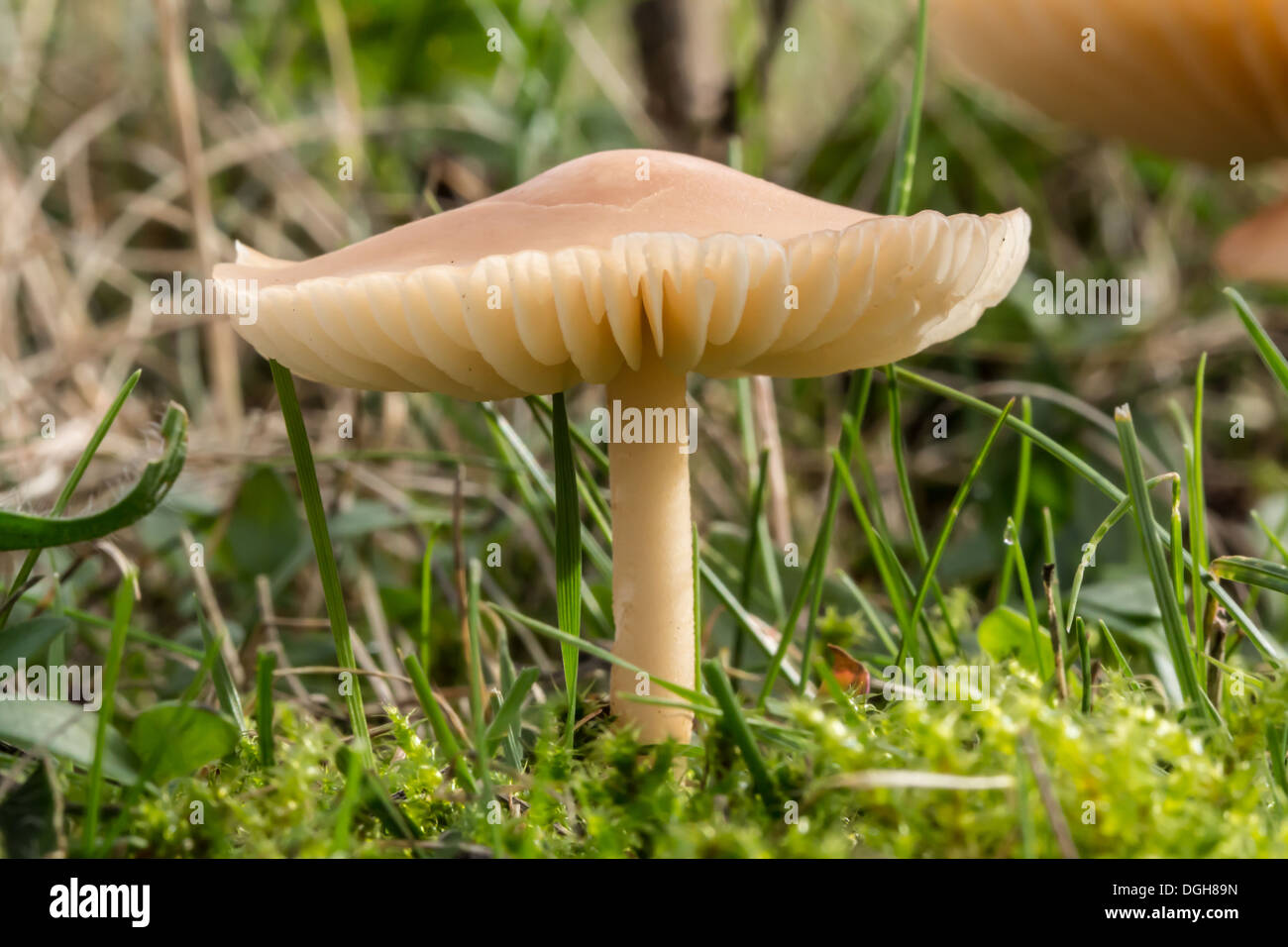 Fairy Ring Champignon, Marasmius oreades, photographed on fields in Doncaster, South Yorkshire, England Stock Photo