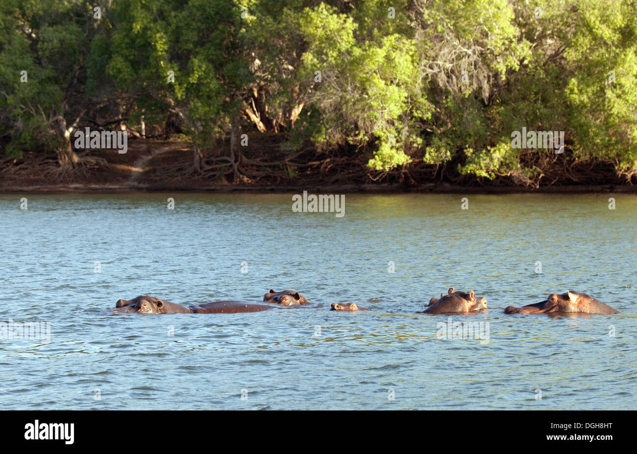 A group of hippos, ( Hippopotamus amphibius ) the Zambezi River, Zambia, Africa Stock Photo